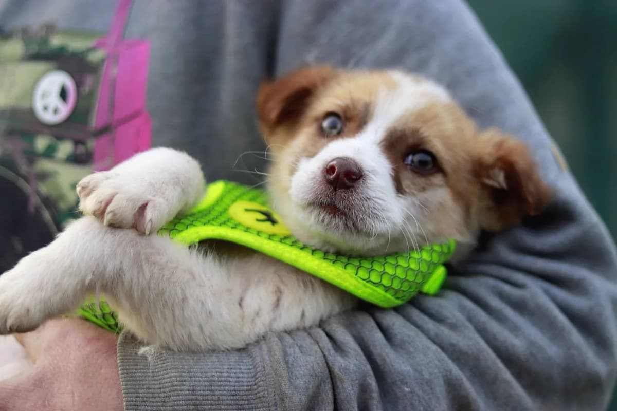 Sweety, female puppy Mixed Breed for adoption at Ein Herz für Streuner e.V., München