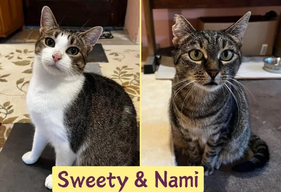 Sweety&Nami, female 5yo Mixed Breed for adoption at Ein Herz für Streuner e.V., München