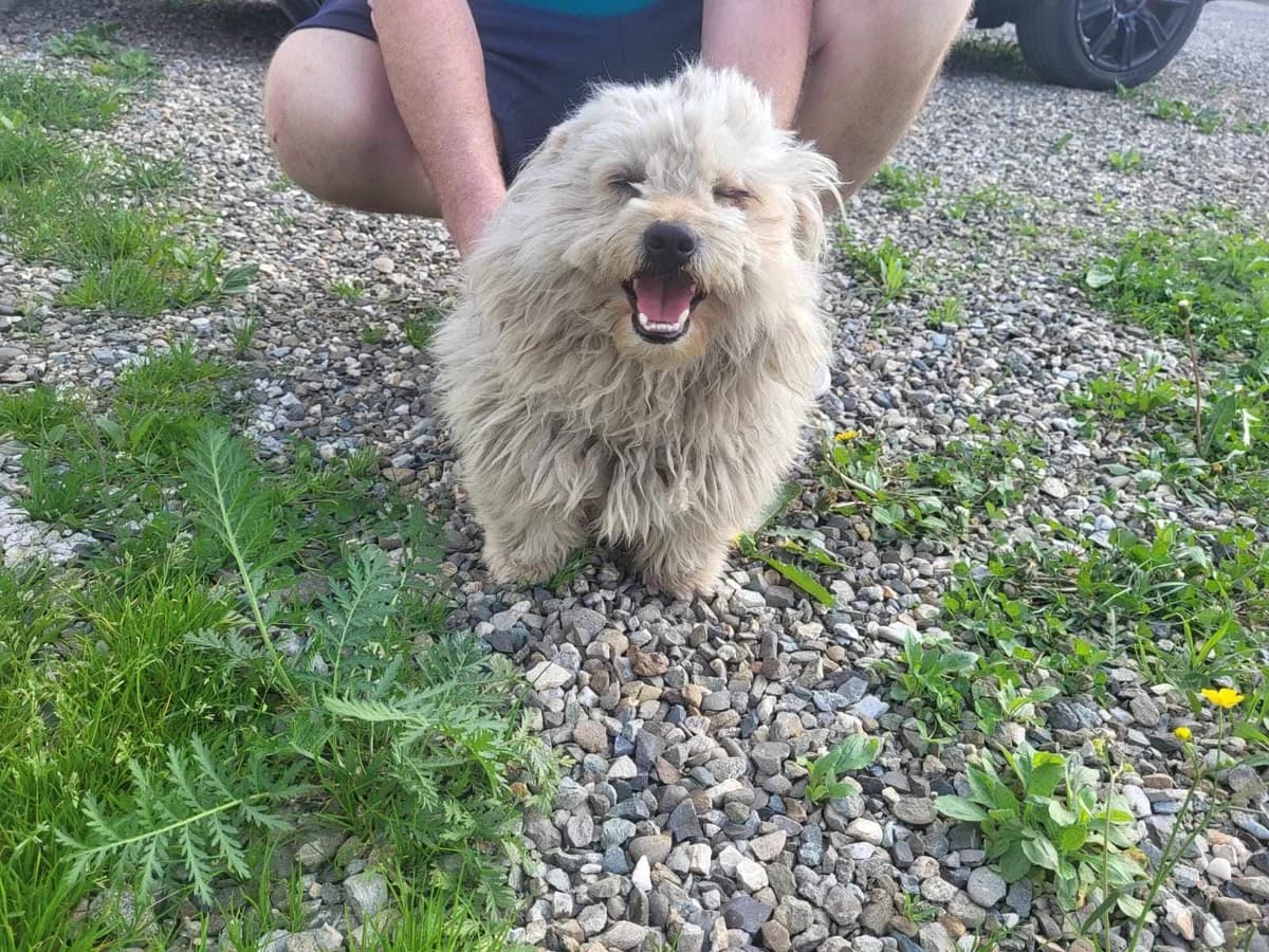 Swiffer, male 5yo Mixed Breed for adoption at Ein Herz für Streuner e.V., München
