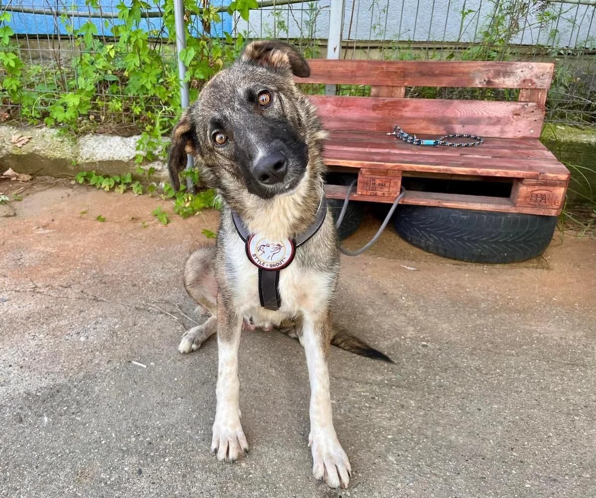 Sydney, female young Mixed Breed for adoption at Ein Herz für Streuner e.V., München