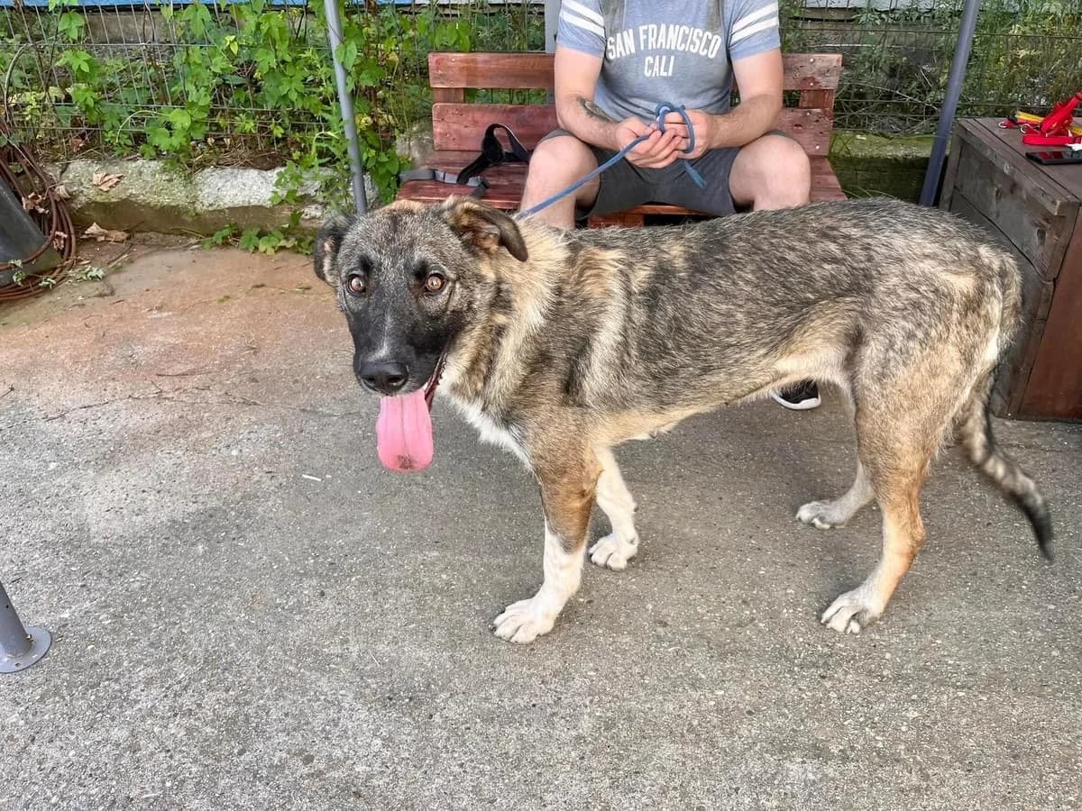 Sydney, female young Mixed Breed for adoption at Ein Herz für Streuner e.V., München