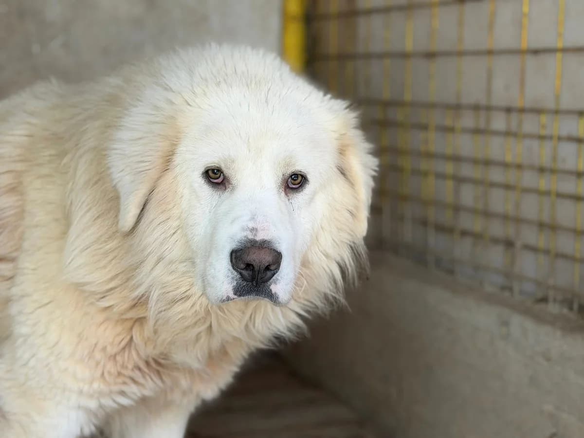Sydney, male 5yo Mixed Breed for adoption at Ein Herz für Streuner e.V., München