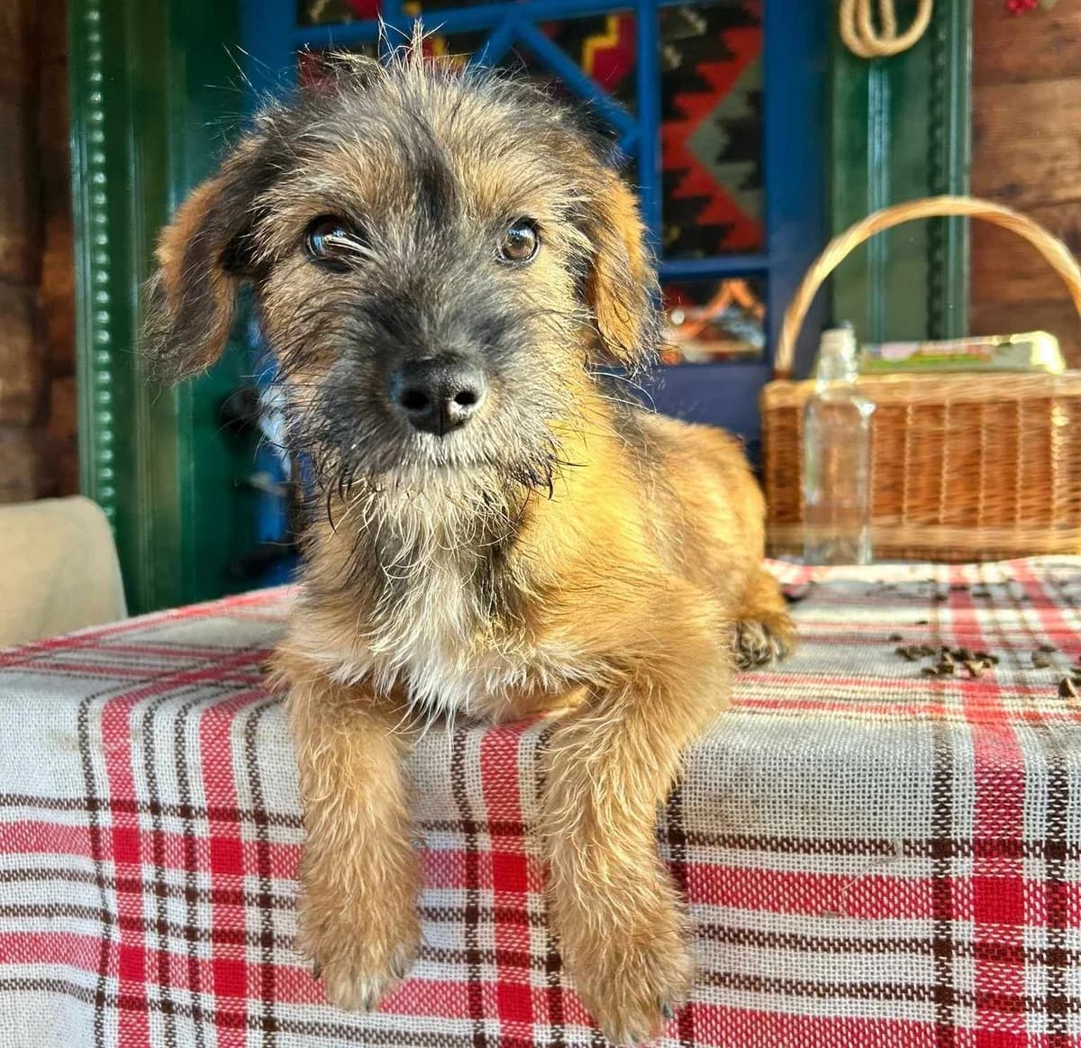 Sykes, male puppy Mixed Breed for adoption at Ein Herz für Streuner e.V., München