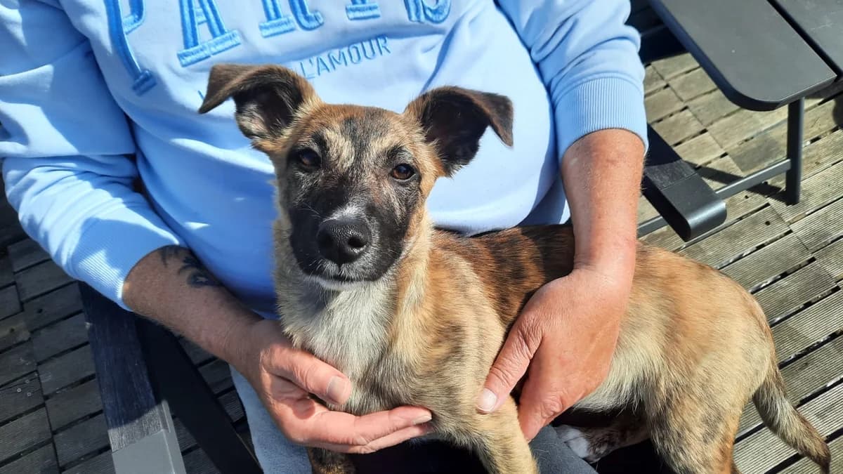 Sylvi, female puppy Mixed Breed for adoption at Ein Herz für Streuner e.V., München
