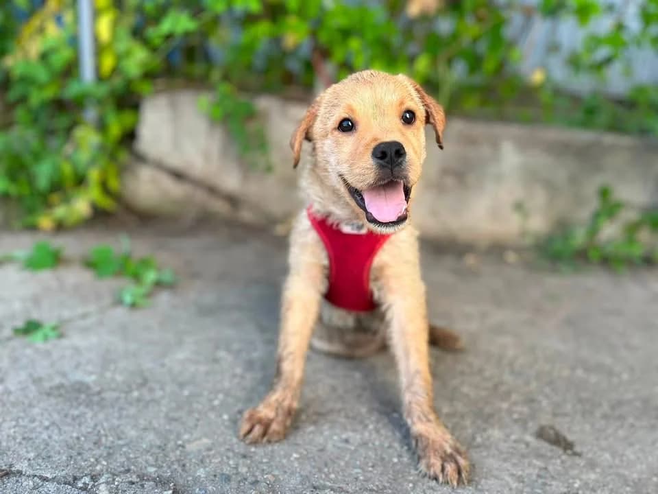 Syon, male puppy Mixed Breed for adoption at Ein Herz für Streuner e.V., München