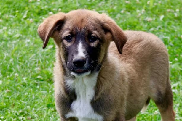 Taavi, schwarz male puppy Mixed Breed for adoption at Ein Herz für Streuner e.V., München