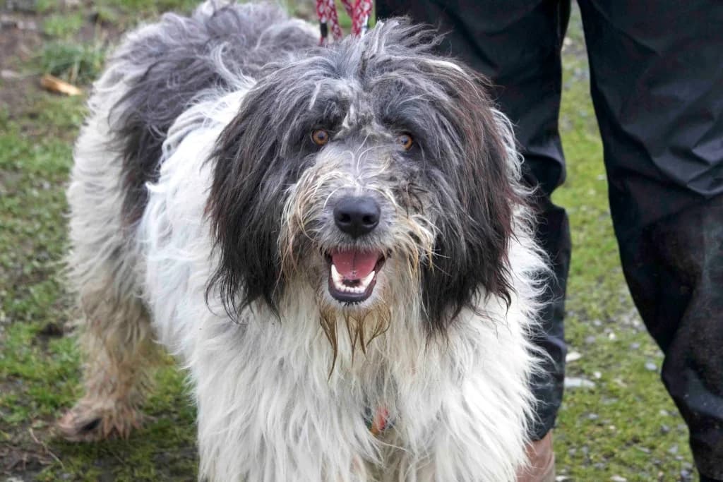 Taavi, grau male 5yo Mixed Breed for adoption at Ein Herz für Streuner e.V., München