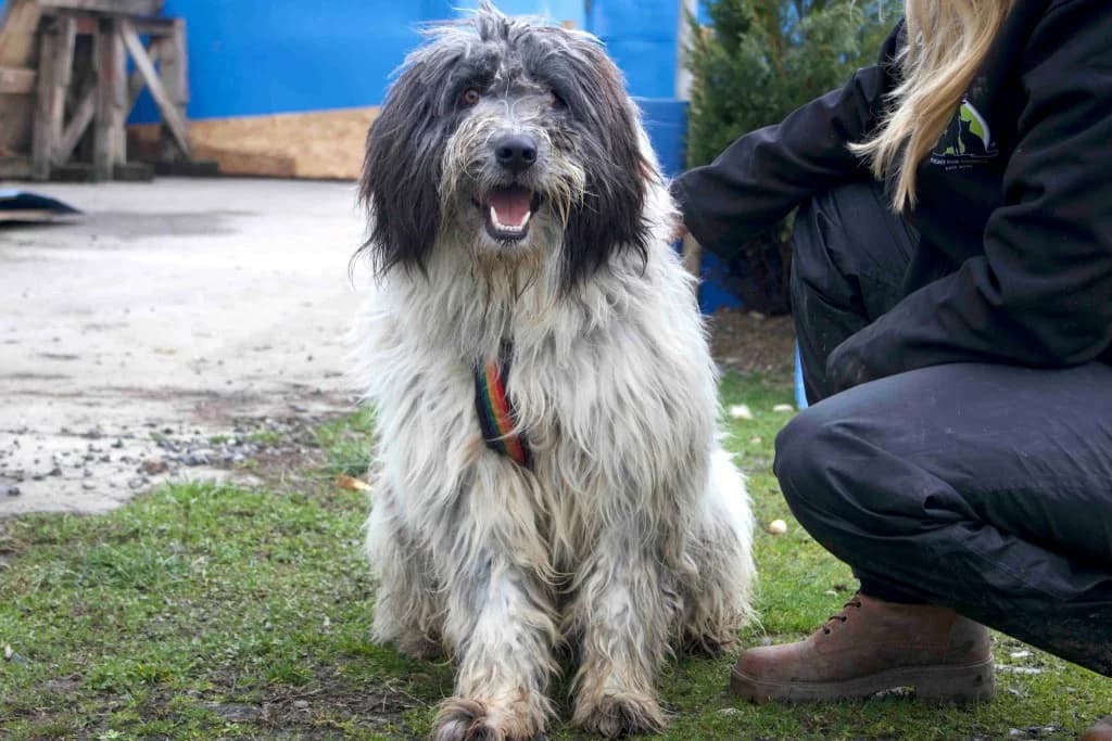 Taavi, grau male 5yo Mixed Breed for adoption at Ein Herz für Streuner e.V., München