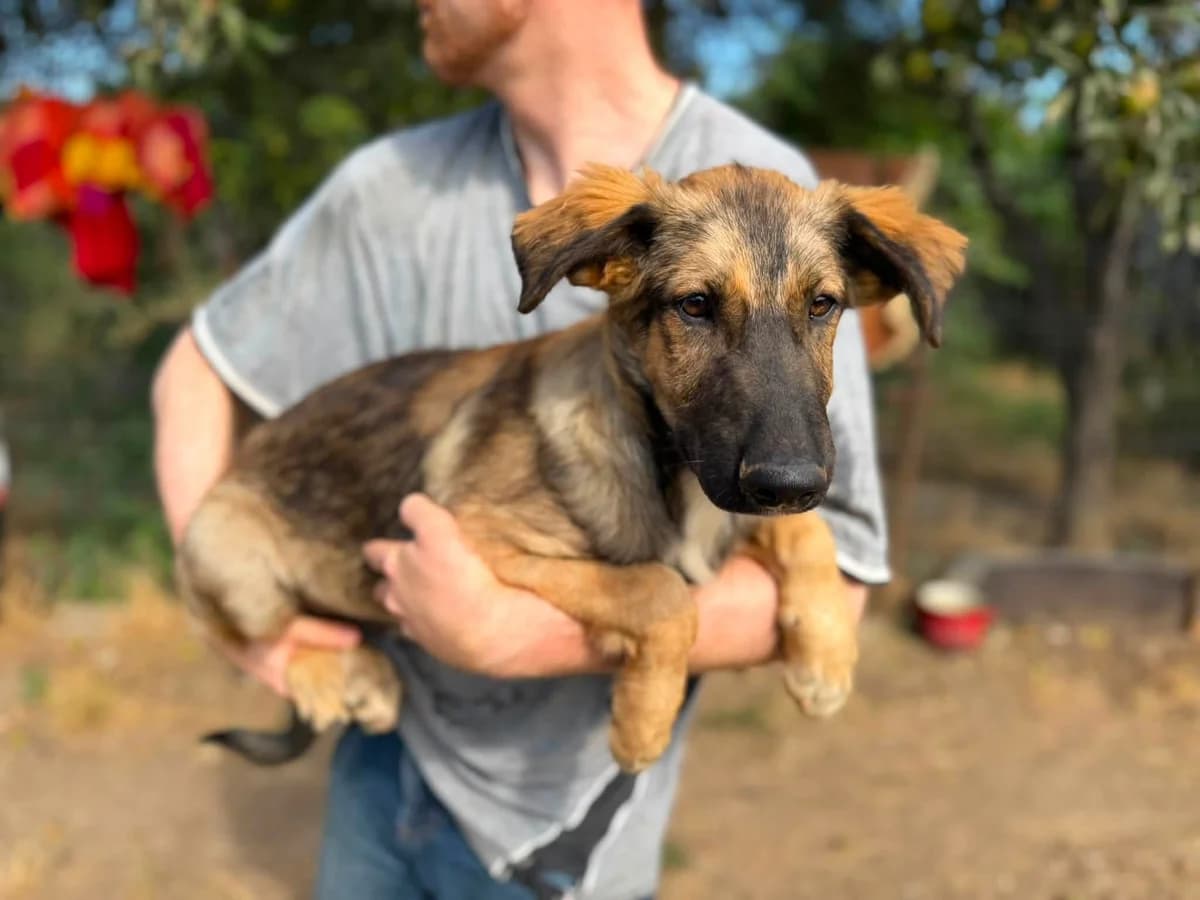 Tabaluga, braun male puppy Mixed Breed for adoption at Ein Herz für Streuner e.V., München