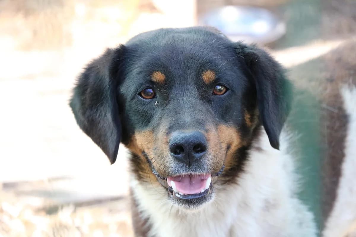 Tabasamu, male 5yo Mixed Breed for adoption at Ein Herz für Streuner e.V., München