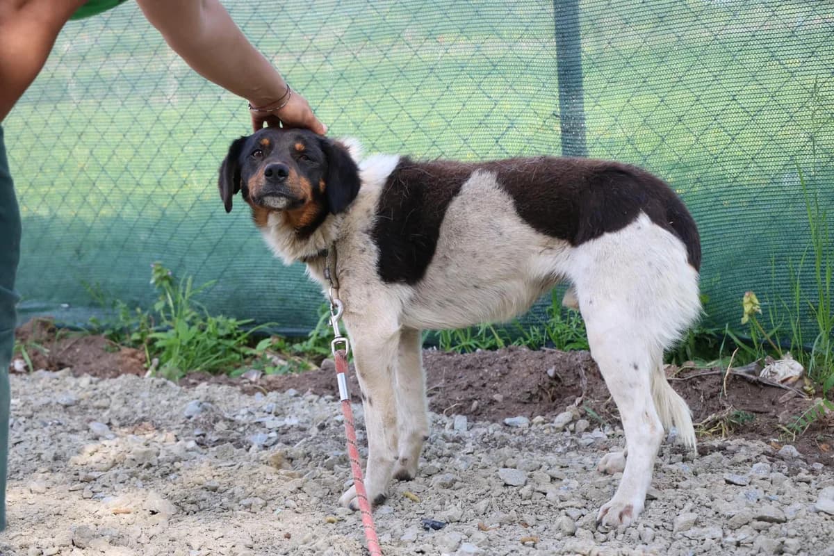 Tabasamu, male 5yo Mixed Breed for adoption at Ein Herz für Streuner e.V., München