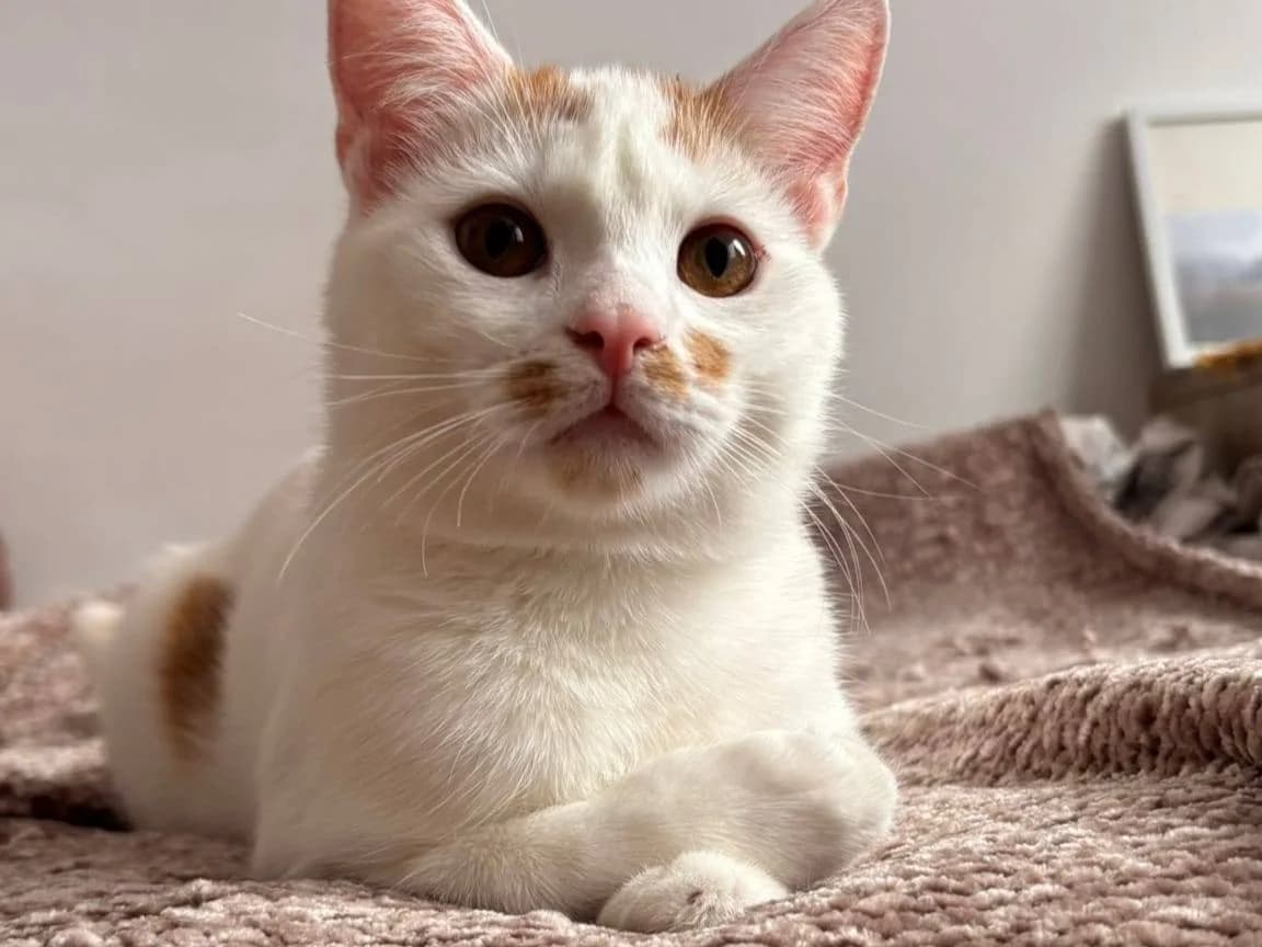 Tabasco, male Mixed Breed for adoption at Ein Herz für Streuner e.V.