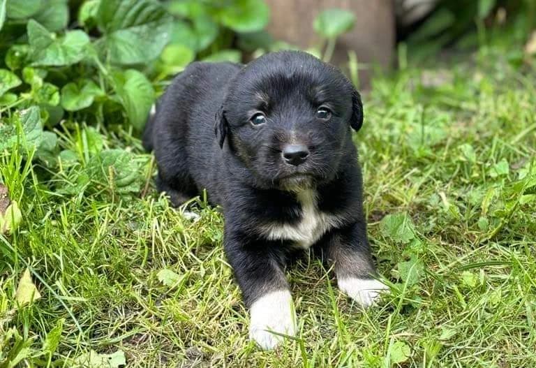 Tabby, female puppy Mixed Breed for adoption at Ein Herz für Streuner e.V., München