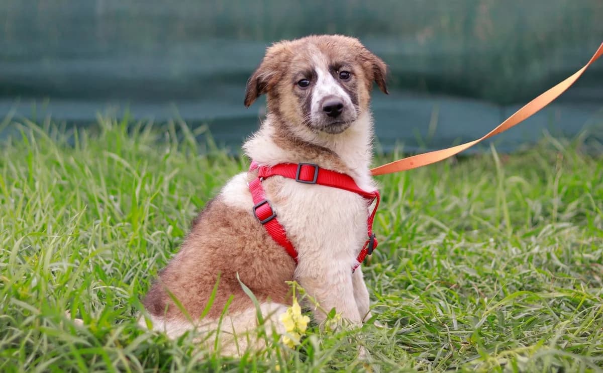 Tabeta, braun female puppy Mixed Breed for adoption at Ein Herz für Streuner e.V., München