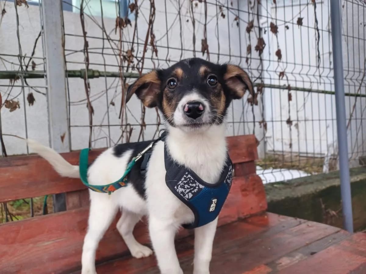 Tacci, male puppy Mixed Breed for adoption at Ein Herz für Streuner e.V., München