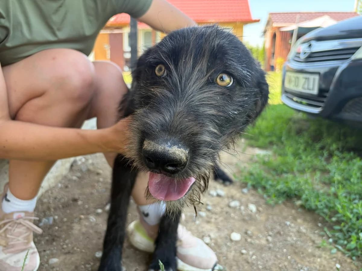 Taco, male puppy Mixed Breed for adoption at Ein Herz für Streuner e.V., München