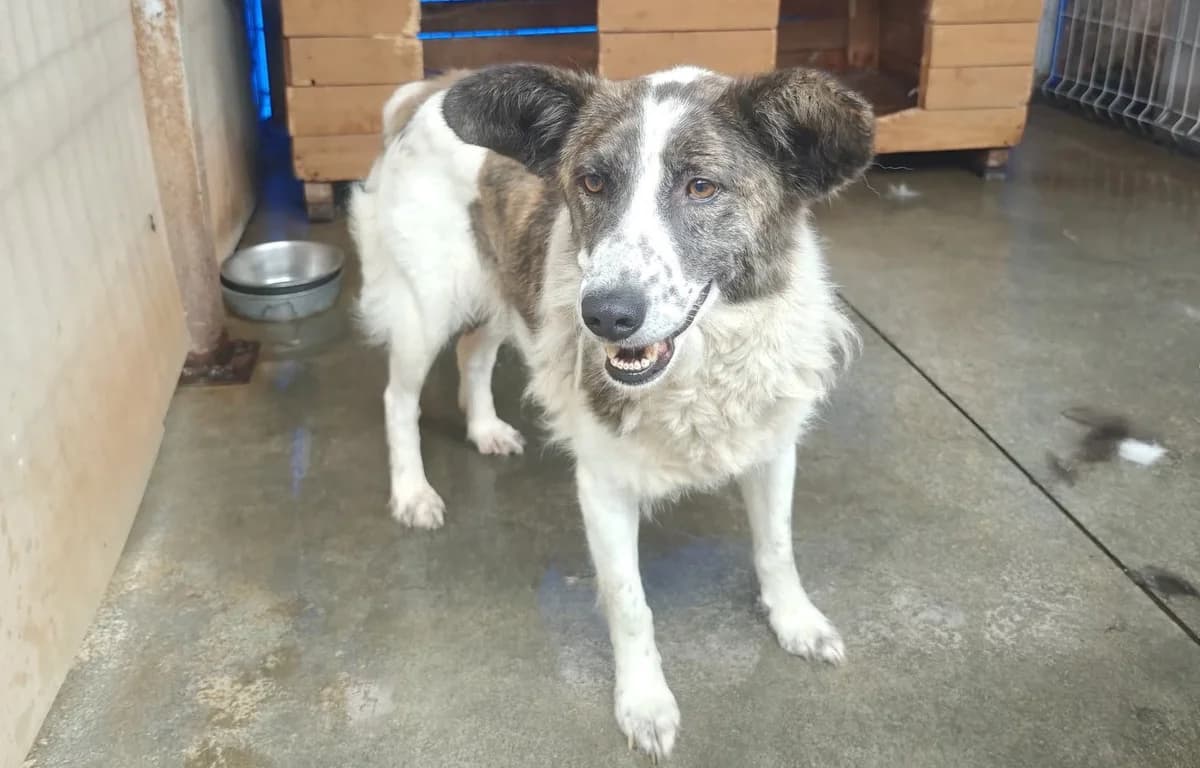 Tadej, braun female 4yo Mixed Breed for adoption at Ein Herz für Streuner e.V., München