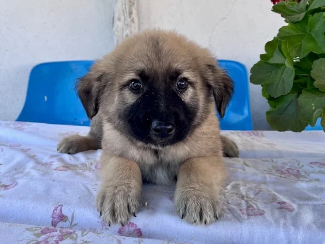 Taffi, male puppy Mixed Breed for adoption at Ein Herz für Streuner e.V., München