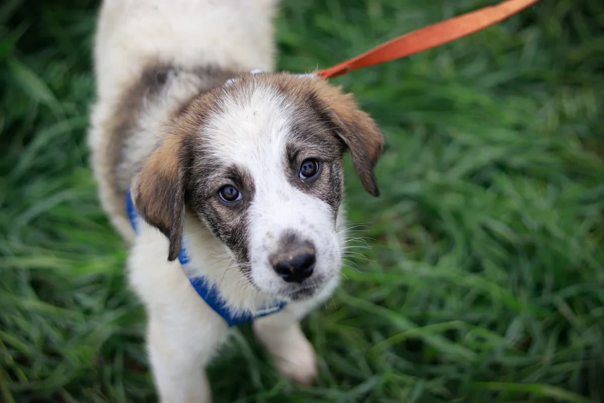 Tagon, weiß male puppy Mixed Breed for adoption at Ein Herz für Streuner e.V., München