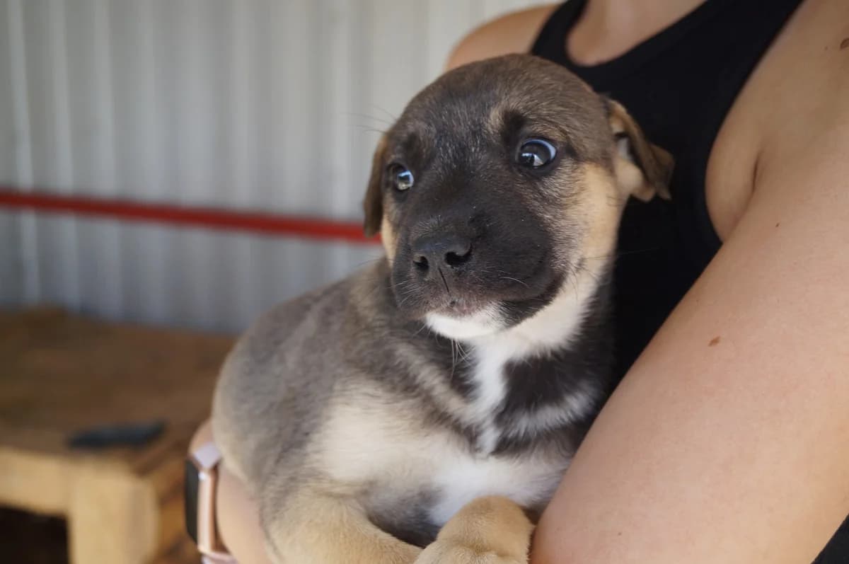 Tahan, male puppy Mixed Breed for adoption at Ein Herz für Streuner e.V., München