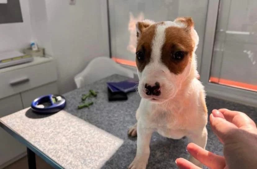 Taigo, Mixed Breed for adoption at Ein Herz für Streuner e.V., München
