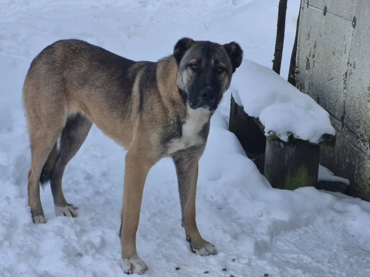Taika, female 5yo Mixed Breed for adoption at Ein Herz für Streuner e.V., München