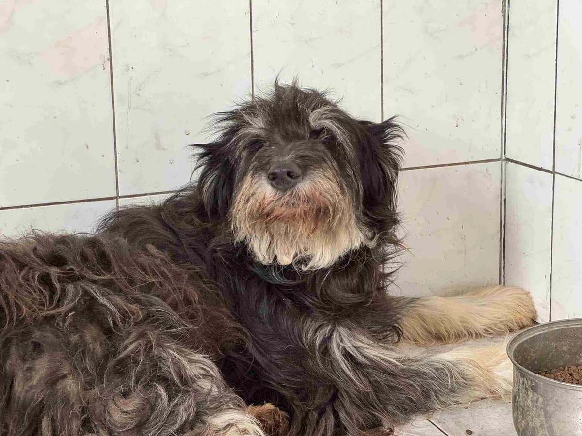 Taimi, female 4yo Mixed Breed for adoption at Ein Herz für Streuner e.V., München
