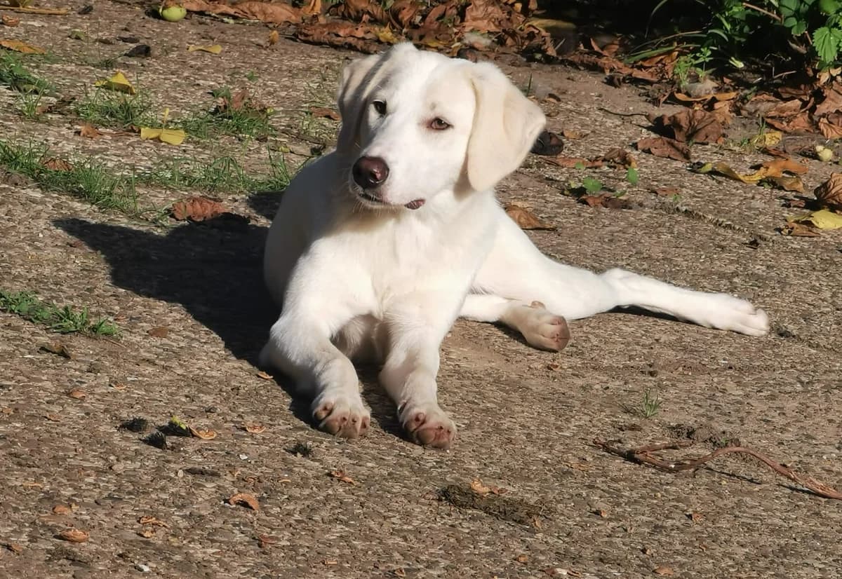 Taina, female young Mixed Breed for adoption at Ein Herz für Streuner e.V., München