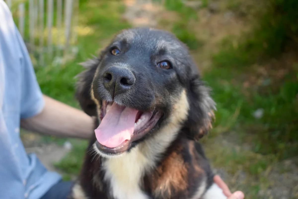 Taja, female puppy Mixed Breed for adoption at Ein Herz für Streuner e.V., München