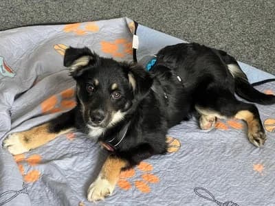 Takoda, male puppy Mixed Breed for adoption at Ein Herz für Streuner e.V., München