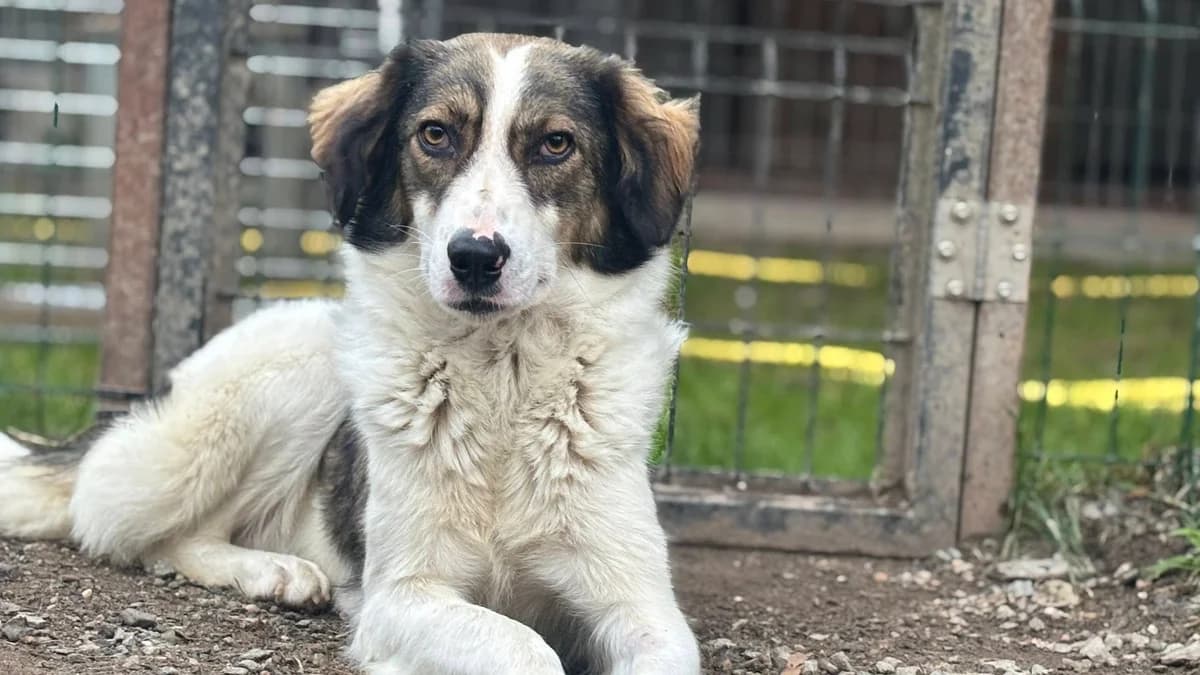 Tala, female young Mixed Breed for adoption at Ein Herz für Streuner e.V., München
