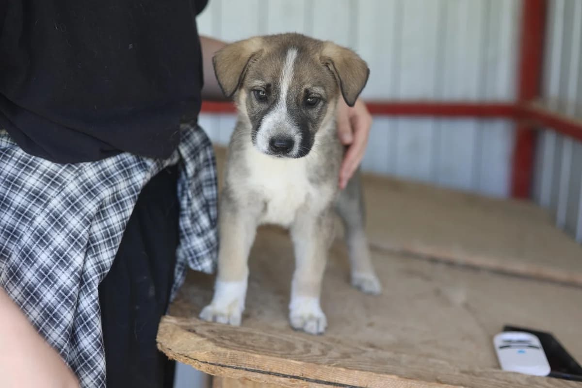 Tala, weiß female puppy Mixed Breed for adoption at Ein Herz für Streuner e.V., München
