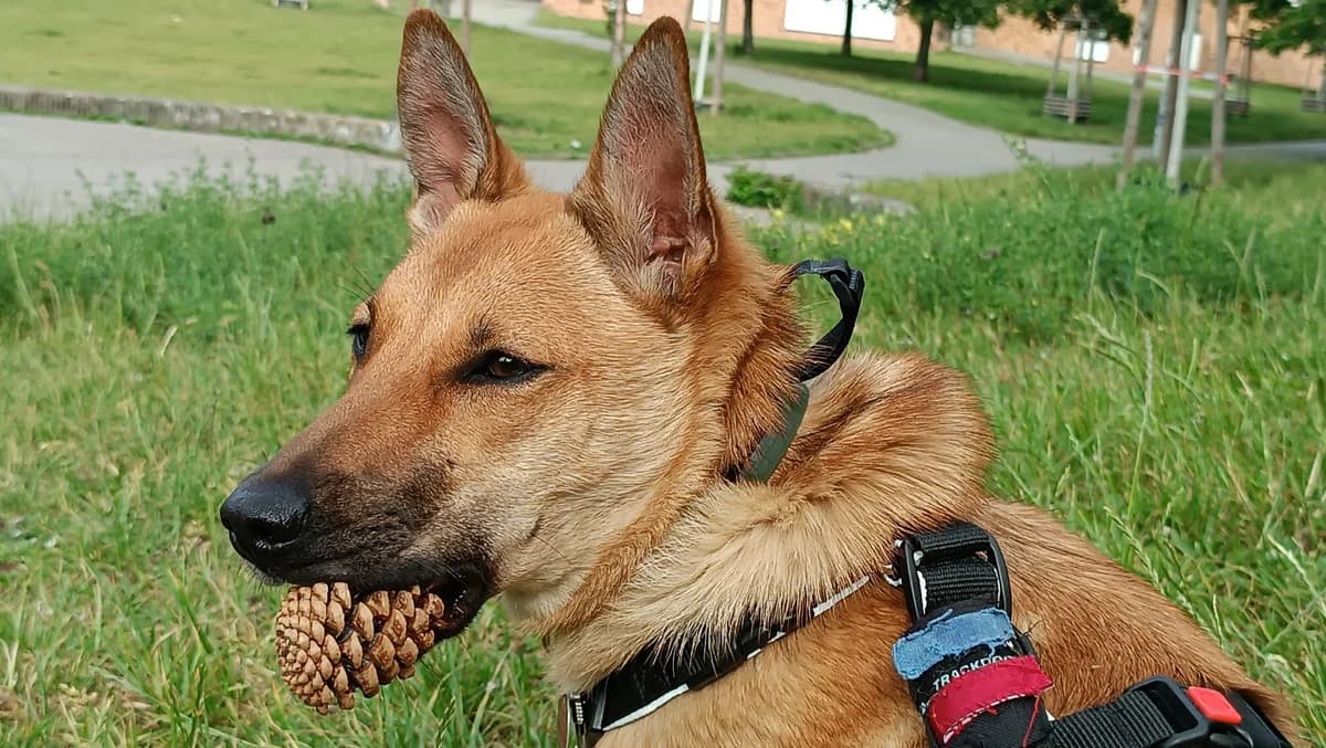 Tali, female puppy Mixed Breed for adoption at Ein Herz für Streuner e.V., München
