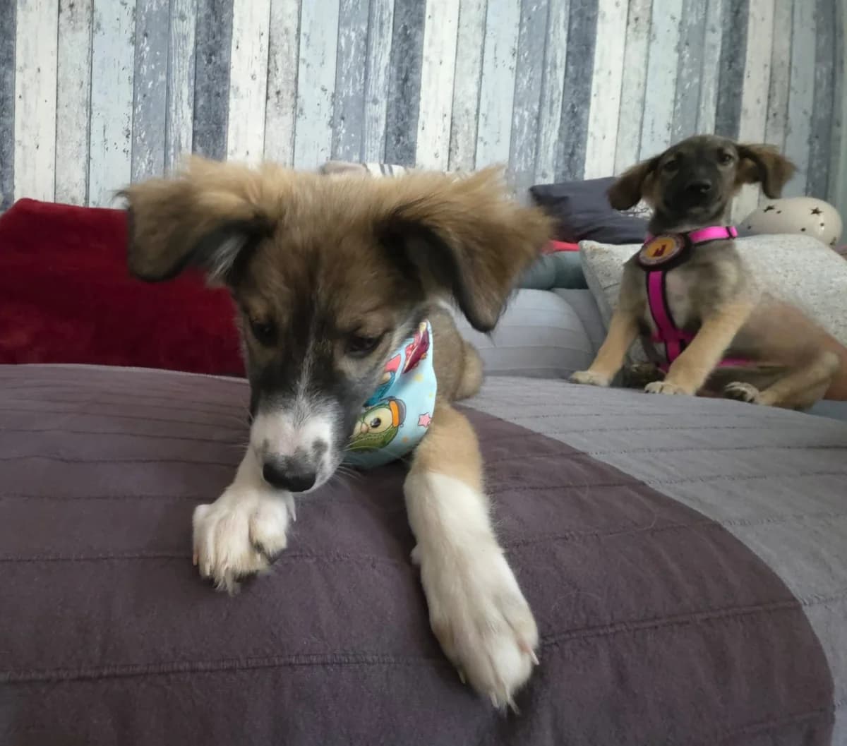 Tali, young Mixed Breed for adoption at Ein Herz für Streuner e.V., München