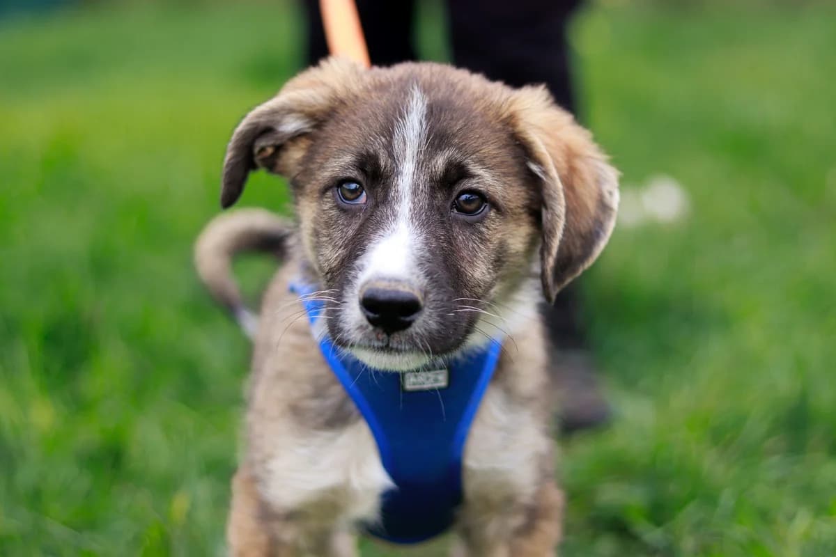 Talino, hellbraun male puppy Mixed Breed for adoption at Ein Herz für Streuner e.V., München