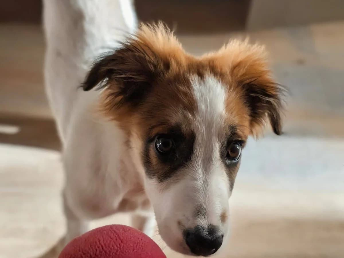 Taloo, weiß male puppy Mixed Breed for adoption at Ein Herz für Streuner e.V., München