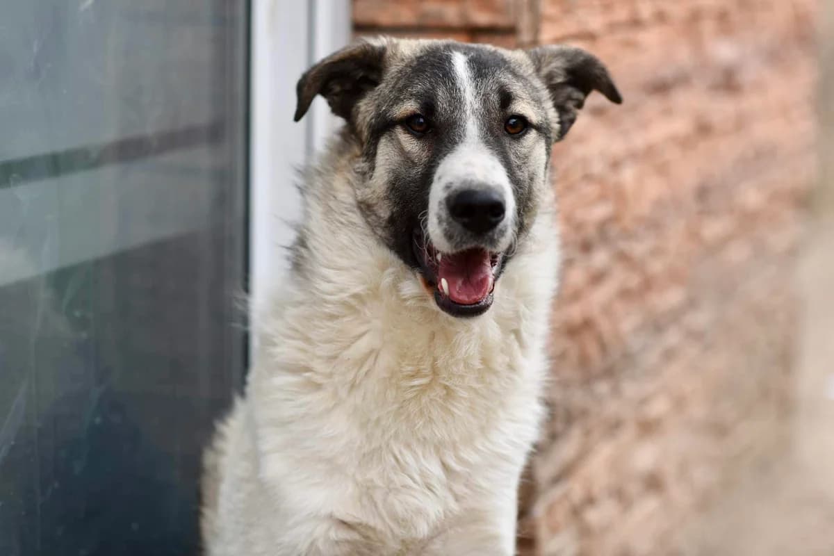 Talvi, female young Mixed Breed for adoption at Ein Herz für Streuner e.V., München