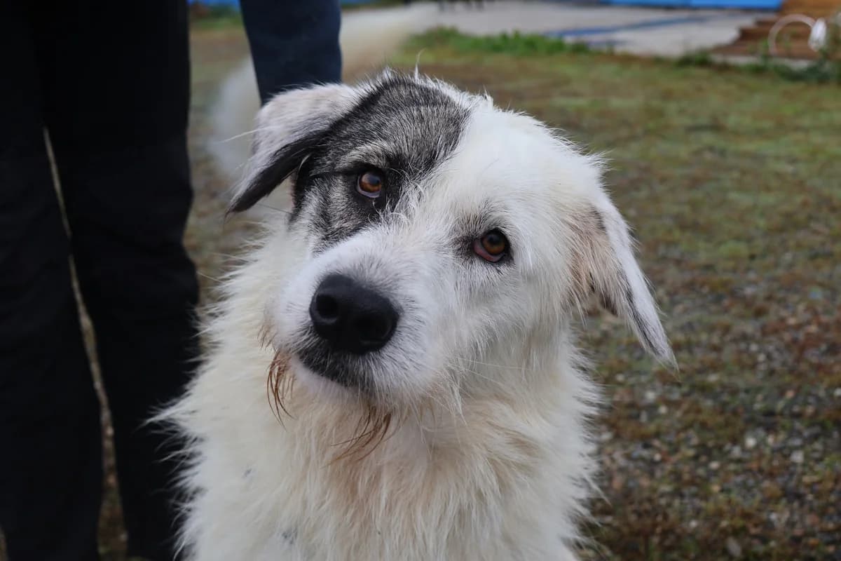 Tambi, weiß female young Mixed Breed for adoption at Ein Herz für Streuner e.V., München