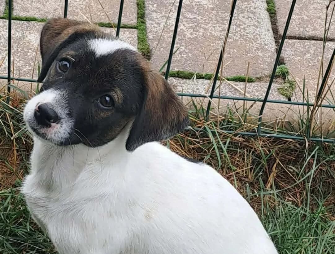 Tami, weiß female puppy Mixed Breed for adoption at Ein Herz für Streuner e.V., München