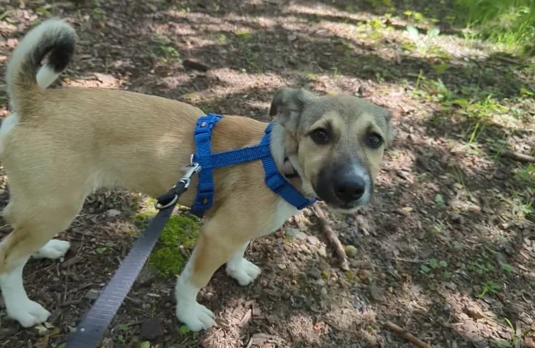 Tami, female puppy Mixed Breed for adoption at Ein Herz für Streuner e.V., München