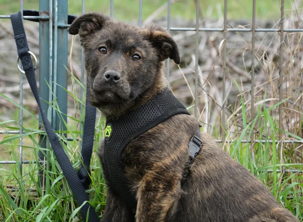 Tamika, female puppy Mixed Breed for adoption at Ein Herz für Streuner e.V., München