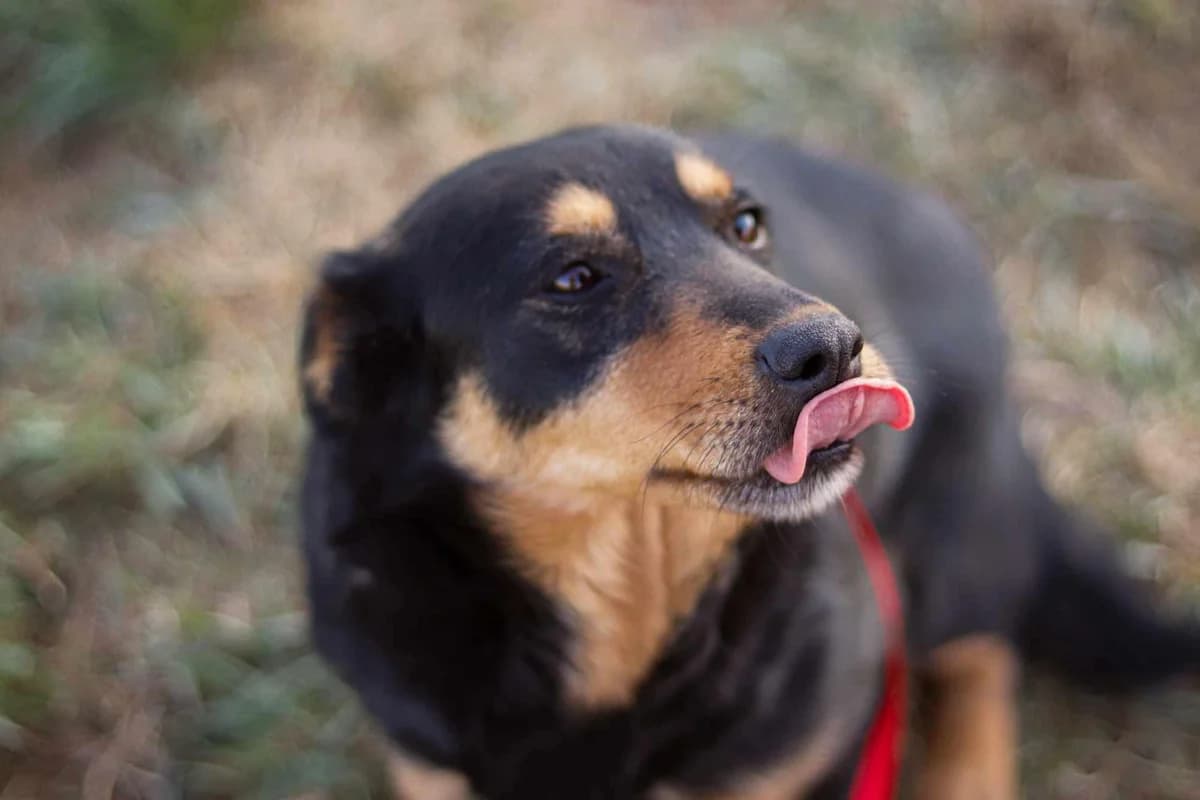 Tamila, schwarz female 5yo Mixed Breed for adoption at Ein Herz für Streuner e.V., München