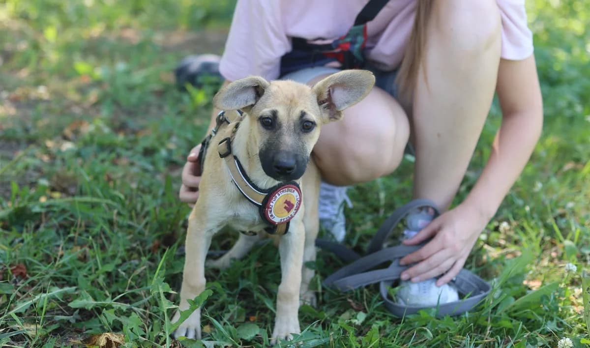 Tamila, female puppy Mixed Breed for adoption at Ein Herz für Streuner e.V., München