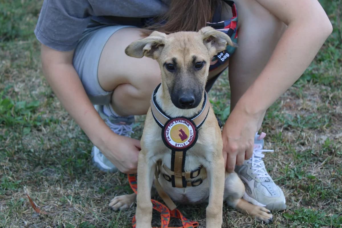 Tamila, female puppy Mixed Breed for adoption at Ein Herz für Streuner e.V., München