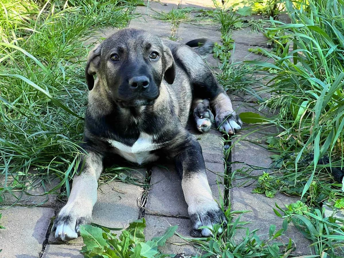 Tamino, male puppy Mixed Breed for adoption at Ein Herz für Streuner e.V., München
