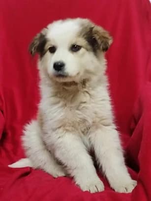 Tammi, female puppy Mixed Breed for adoption at Ein Herz für Streuner e.V., München