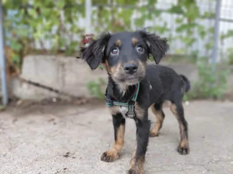 Tammy, female puppy Mixed Breed for adoption at Ein Herz für Streuner e.V., München