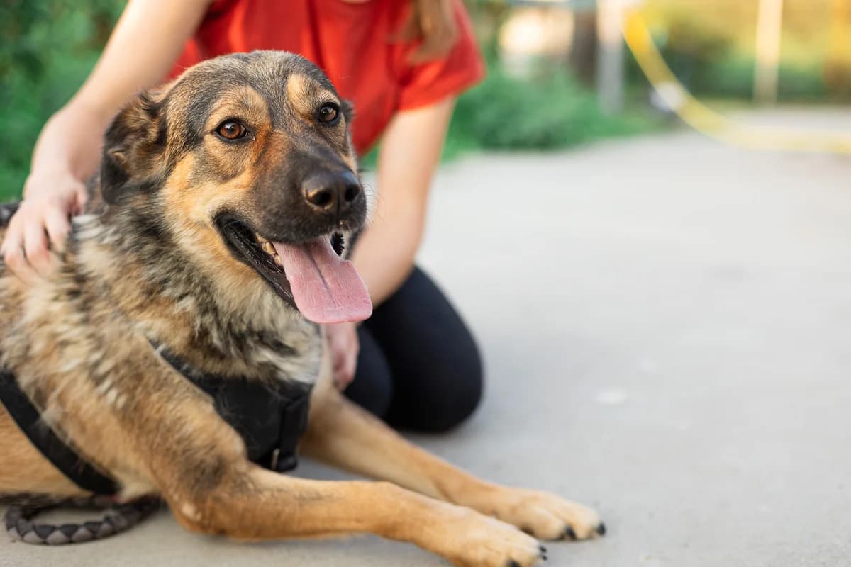 Tammy, schwarz female 3yo Mixed Breed for adoption at Ein Herz für Streuner e.V., München