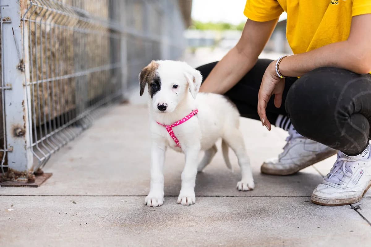 Tampa, weiß female puppy Mixed Breed for adoption at Ein Herz für Streuner e.V., München