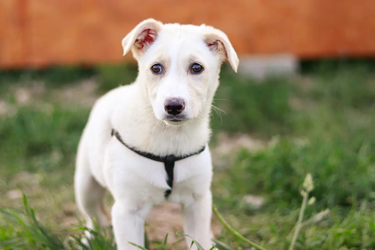 Tan-Li, weiß female puppy Mixed Breed for adoption at Ein Herz für Streuner e.V., München